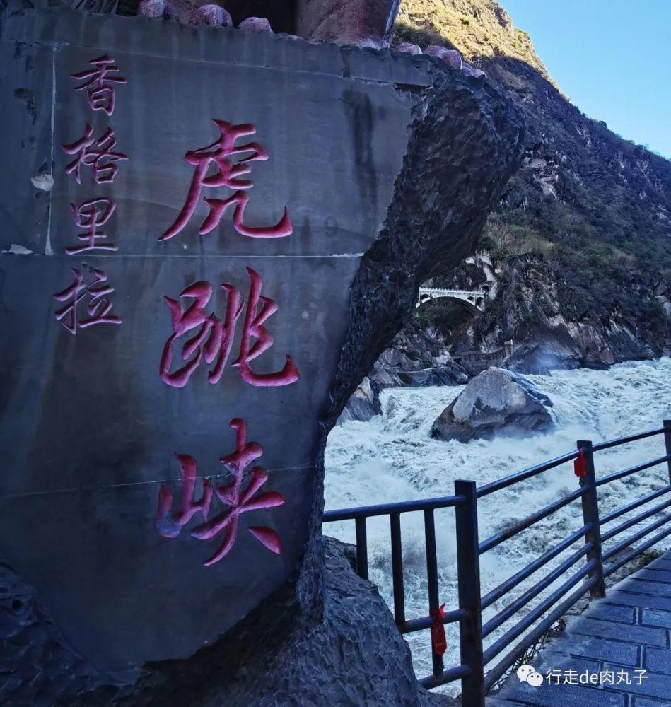 营救小猫头鹰